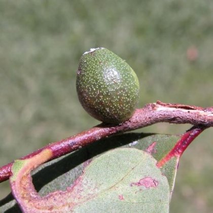 Side on view of a gall on a eucalypt branch, belonging to one of the new species. Photo: Lyn Cook. Side on view of a gall on a eucalypt branch, belonging to one of the new species. Photo: Lyn Cook.